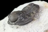 Bargain, Gerastos Trilobite Fossil - Morocco #69117-4